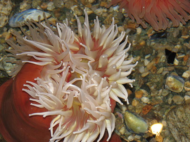 2008-09-27_Mystic_Aquarium 072.jpg